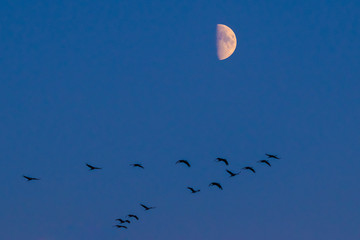 Kraniche mit Mond vor Himmel