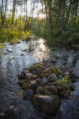 Obraz na płótnie Canvas Swamp land in washington state