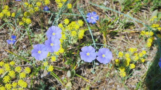 Flax flowers swaying in the wind in a mountain meadow. Close up.