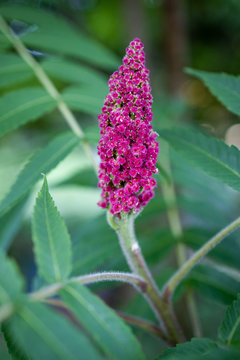 Essigbaum
