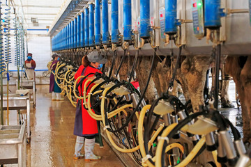 workers install automatic milking machines for cows in a cattle farm, Luannan County, Hebei Province, China