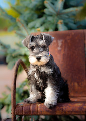 portrait of miniature schnauzer pup with soft focused background. A sweet face with folded over ears sitting on a rusty garden chair