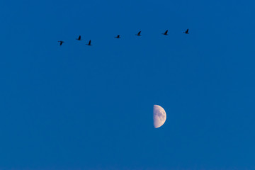 Kraniche mit Mond vor Himmel