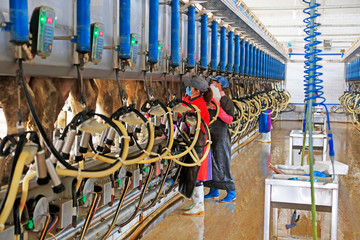 workers install automatic milking machines for cows in a cattle farm, Luannan County, Hebei...