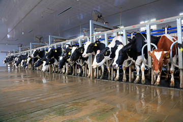 Milking parlor in dairy farm