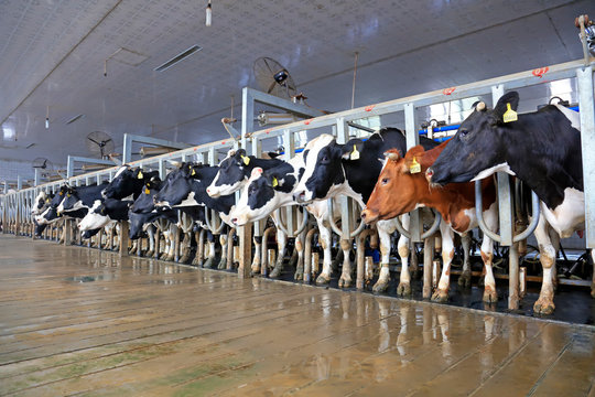 Milking Parlor In Dairy Farm