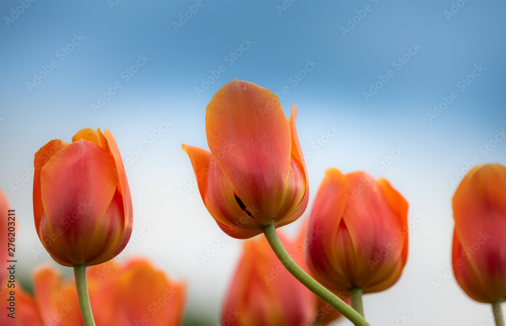 Wall mural tulip field. beautiful blooms from low angle. beautiful spring day with blue sky and white clouds. u