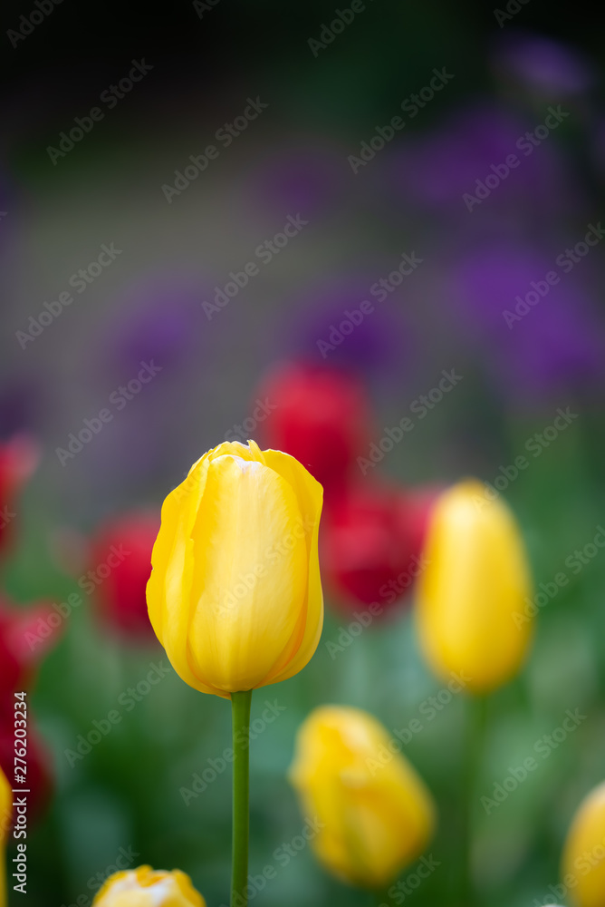 Wall mural isolated tulip flower on soft defocused background of more colorful blooms. beautiful blooms from lo