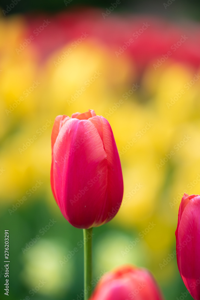 Wall mural isolated tulip flower on soft defocused background of more colorful blooms. beautiful blooms from lo