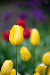 Isolated tulip flower on soft defocused background of more colorful blooms.  Beautiful blooms from low angle. Beautiful spring day with blue sky and white clouds. Unique perspective. 