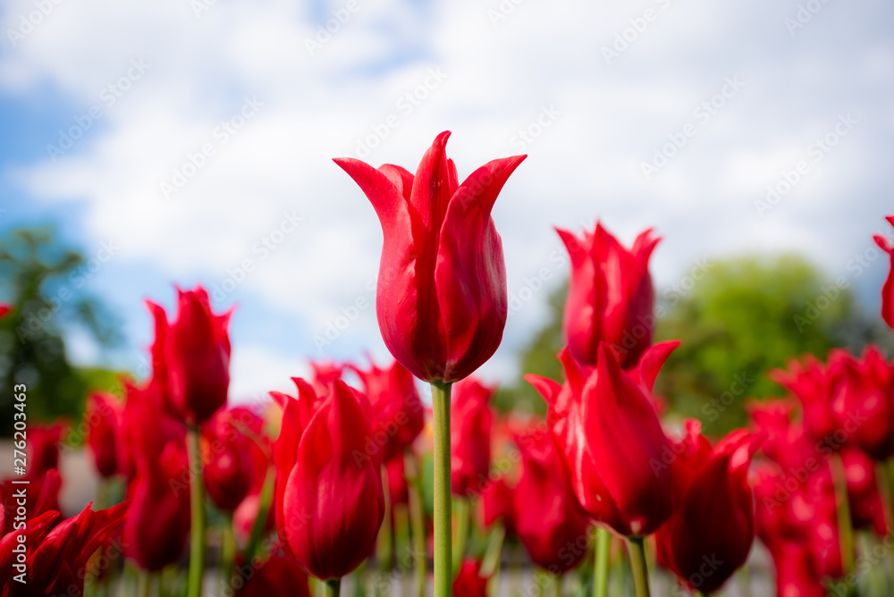 Wall mural tulip field. beautiful blooms from low angle. beautiful spring day with blue sky and white clouds. u