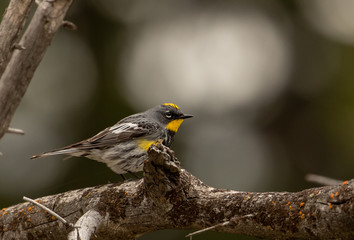 Yellow rumped warbler in Grand Teton National Park
