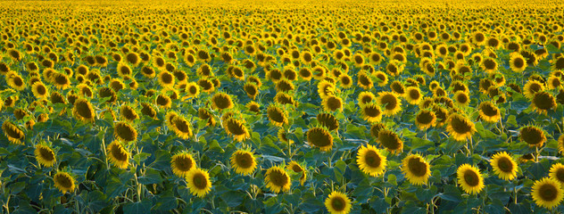 Panoramic view of a green field of sunflower with blooming flowers directed to the sun.
