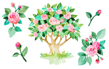 Watercolor ornamental rose tree, artistic handpainted flowers and buds, floral elements isolated on white background