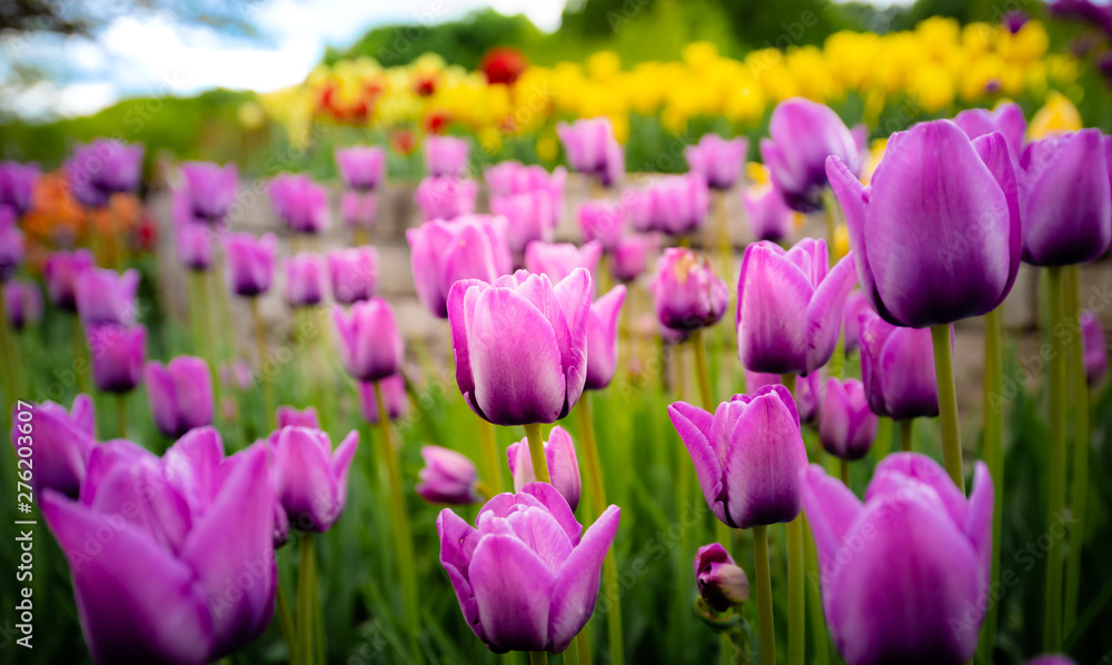 Wall mural tulip field. beautiful blooms from low angle. beautiful spring day with blue sky and white clouds. u