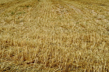 paille dans le champ après la récolte.