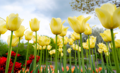 Fototapeta premium Tulip field. Beautiful blooms from low angle. Beautiful spring day with blue sky and white clouds. Unique perspective. 