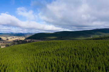 A pine forest under a cloudy blue sky