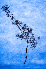 Still life with an empty grape branch on a blue background.
