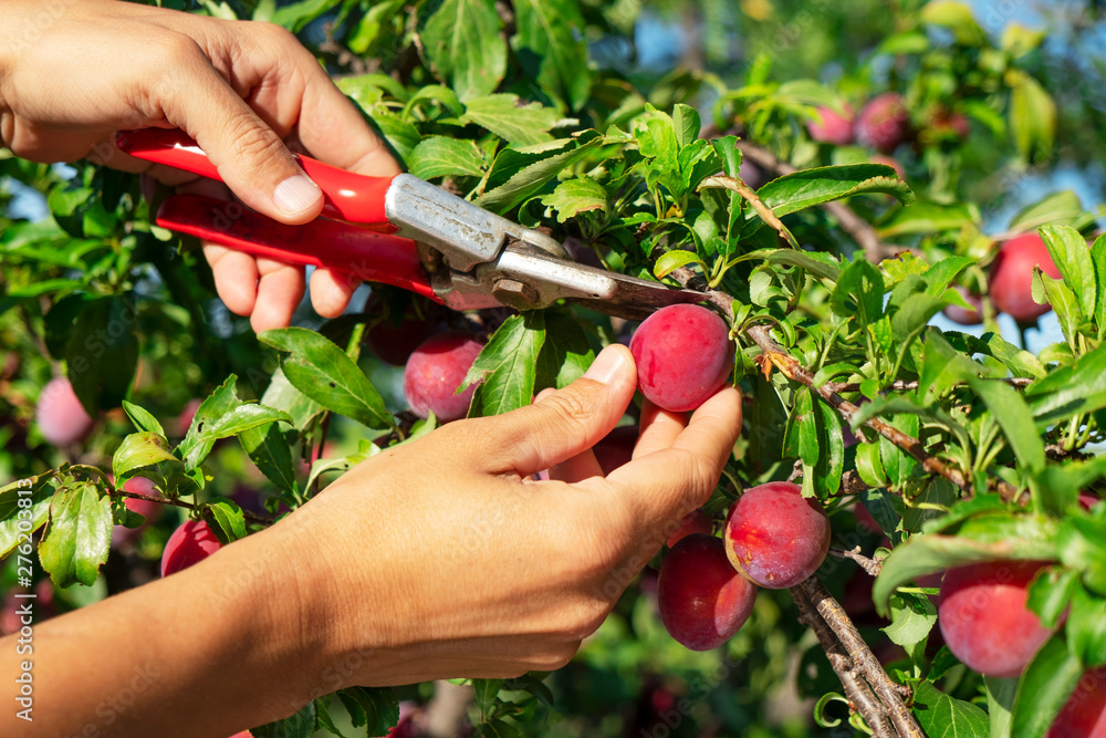 Wall mural man harvesting plums from a tree