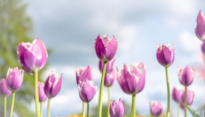 Tulip field. Beautiful fancy frills, blooms from low angle. Beautiful spring day with blue sky and white clouds. Unique perspective. 