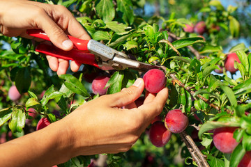 man harvesting plums from a tree