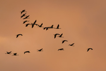 Kraniche fliegen am Himmel im Sonnenuntergang