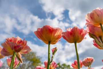 Tulip field. Beautiful blooms from low angle. Beautiful spring day with blue sky and white clouds. 