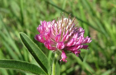 Beautiful purple clover flower on natural green grass background, closeup