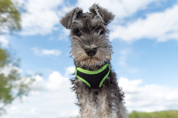 wide angle portrait of miniature schnauzer pup with soft focused background blue sky and clouds. He is sitting on a dock of a river. A sweet face with folded over ears. 