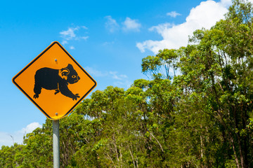 Sign to inform drivers in Queensland Australia on possibility of koala on road. © Brian Scantlebury