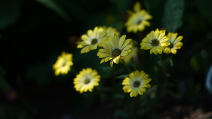 Yellow Flowers