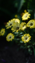 Yellow flowers in summer
