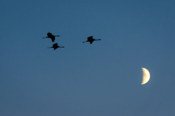 Obraz premium Kraniche mit Mond vor Himmel