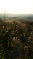 Grass at golden hour