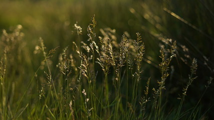 Golden hour grass
