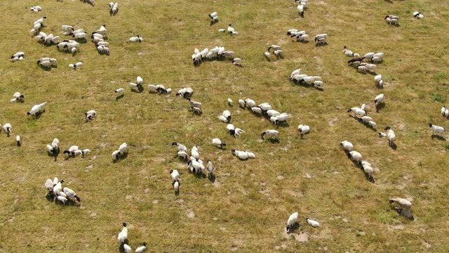 aerial view of a herd of blackhead persian sheeps - black headed sheeps with lambs on a green field