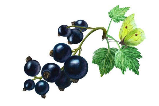 Black currant berries with leaves and butterfly, watercolor.
