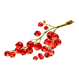 Red currants on a white background, hand drawn watercolor illustration.