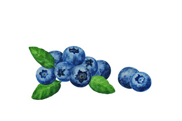 Group of blueberries with leaves, hand drawn watercolor.