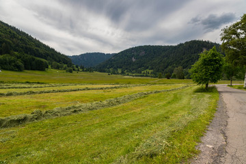 Wiese in einem Tal im Schwarzwald