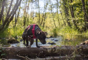 Mixed pitbull god in creek
