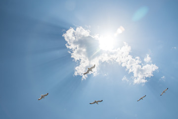 Gulls in the sky over Keramoti, Kavala, Greece