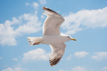 Gulls in the sky over Keramoti, Kavala, Greece
