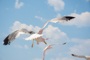 Gulls in the sky over Keramoti, Kavala, Greece