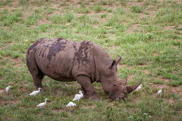 Southern white rhinoceros in Kruger National park, South Africa