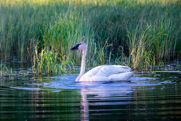 trumpeter swan in small pond, low light with ripples reflecting in water. 