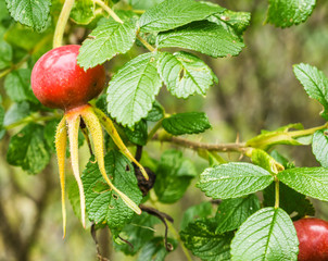 Ripe rosehip on a branch. Dog-rose red berries