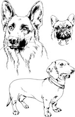 vector drawings sketches pedigree dogs in the racks drawn in ink by hand , objects with no background	