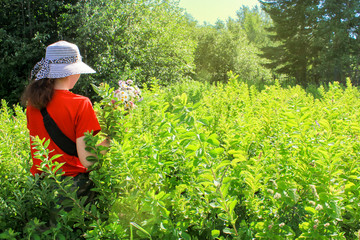 summer walk in nature. collection of a bouquet of wild flowers. enjoying a beautiful hot day.lifestyle